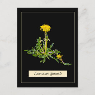 Dandelion botaniskt vykort