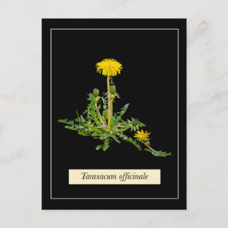 Dandelion botaniskt vykort