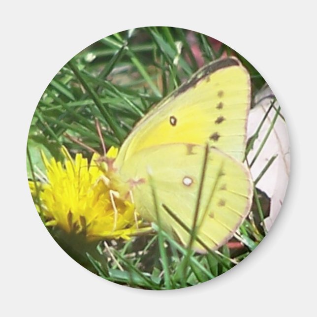 Dandelion Butterfly Magnet (Framsidan)