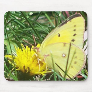 Dandelion Butterfly Musmatta