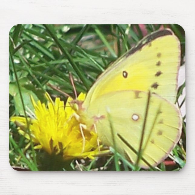 Dandelion Butterfly Musmatta (Framsidan)