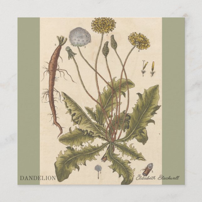 Dandelion by Elizabeth Blackwell (Framsida)