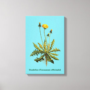 Dandelion Canvastryck