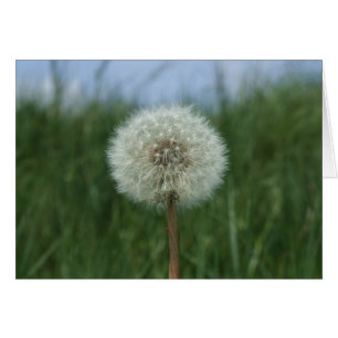 Dandelion Card Hälsningskort