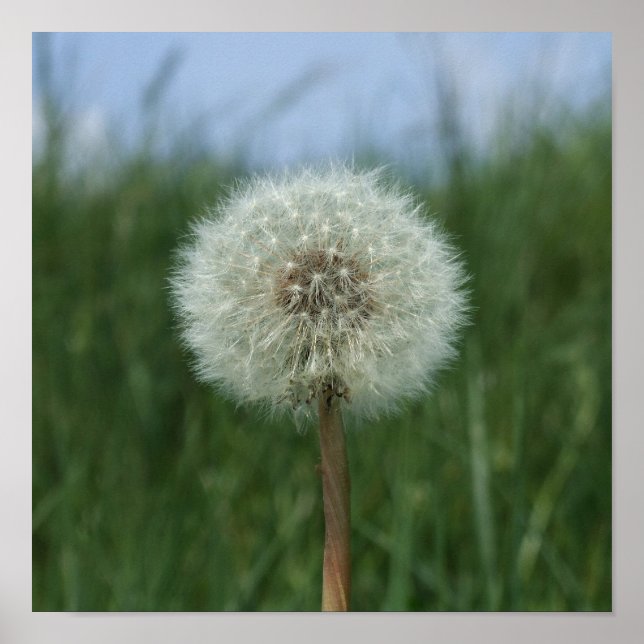 Dandelion Clock Poster (Framsidan)