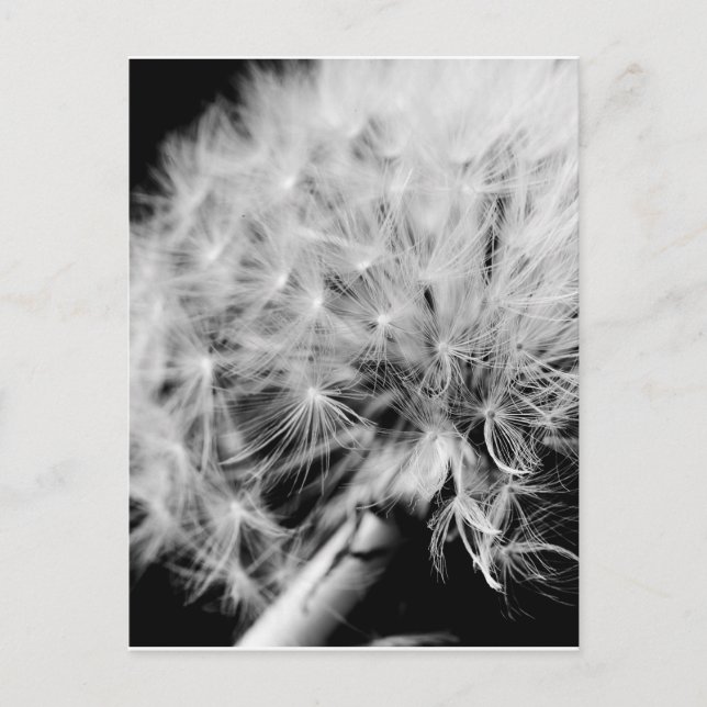 Dandelion Clock Vykort (Framsida)