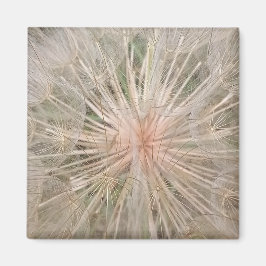 Dandelion Close Up Magnet