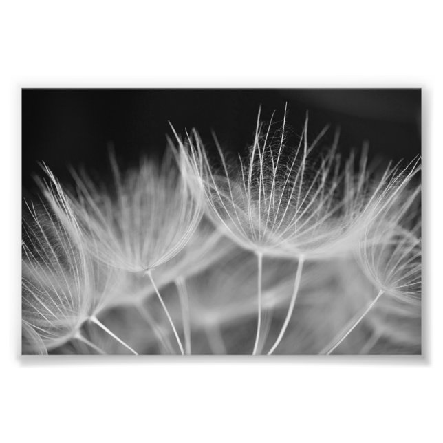 Dandelion Closeup in Black White Fototryck (Framsidan)