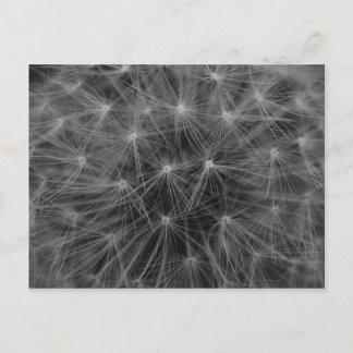 Dandelion Constellation Vykort