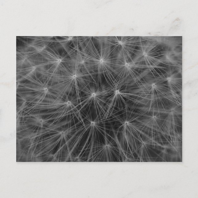 Dandelion Constellation Vykort (Framsida)