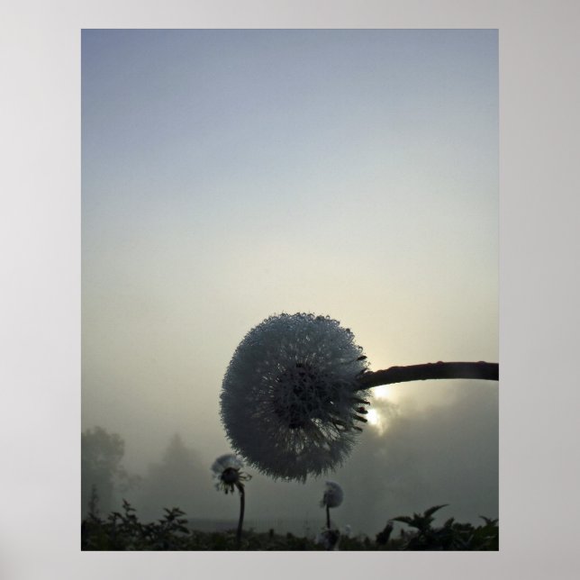 Dandelion Dawn Poster (Framsidan)