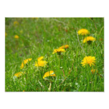 Dandelion Fält