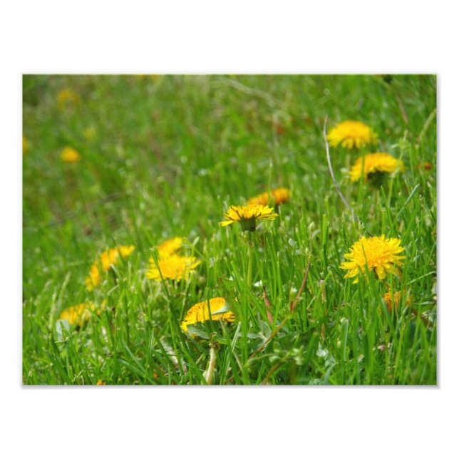 Dandelion Fält Fototryck (Framsidan)