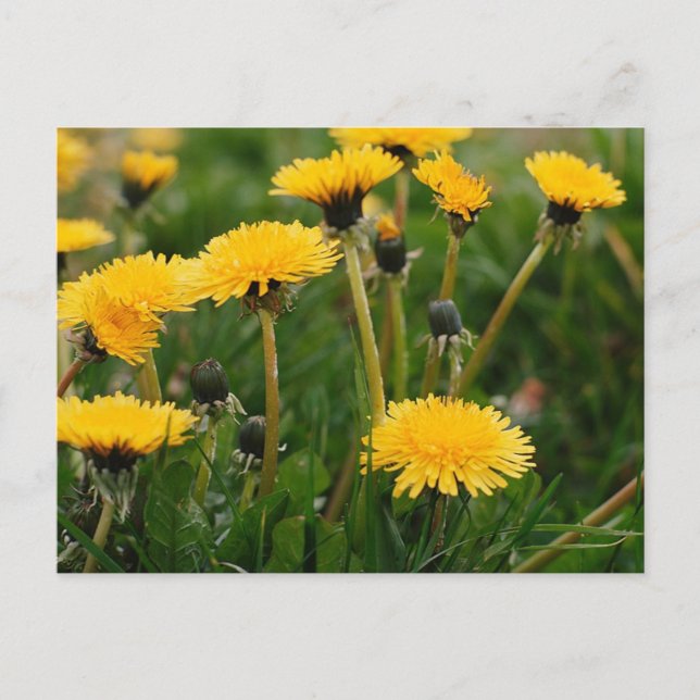 Dandelion Fält Vykort (Framsida)