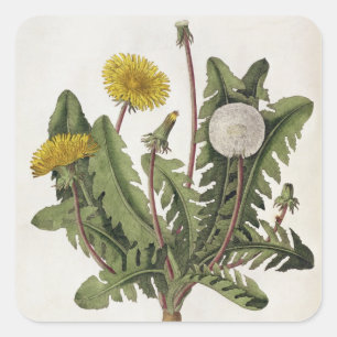 Dandelion (färg engrave) fyrkantigt klistermärke