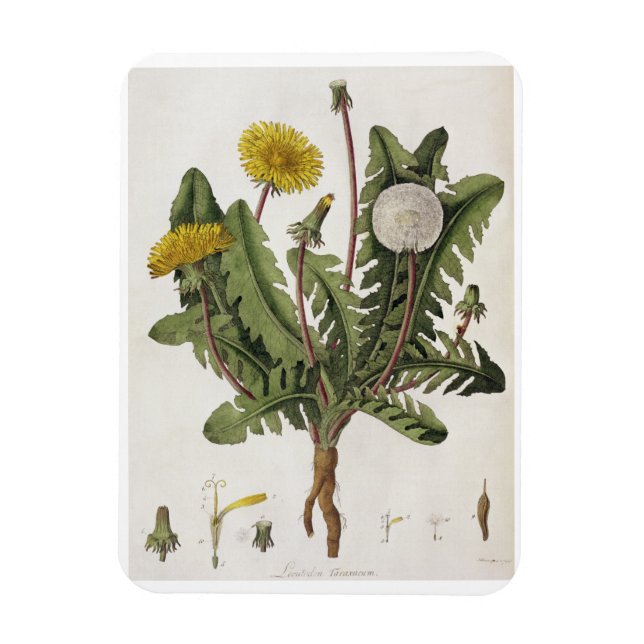 Dandelion (färg engrave) magnet (Vertikal)