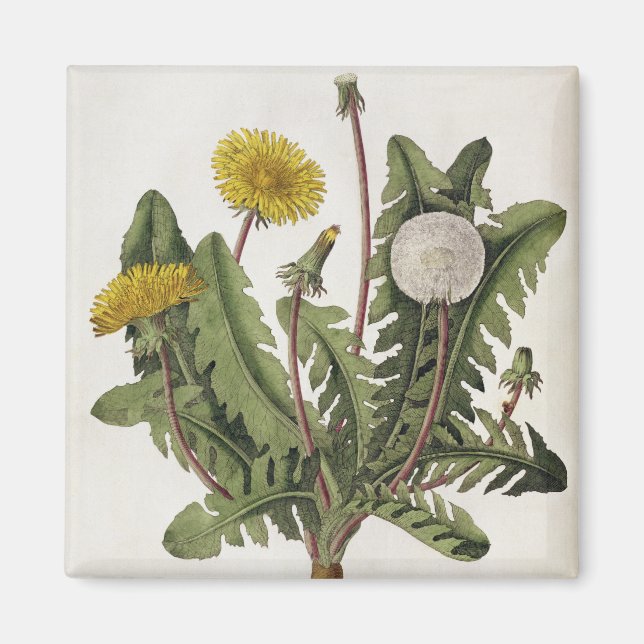 Dandelion (färg engrave) magnet (Framsidan)