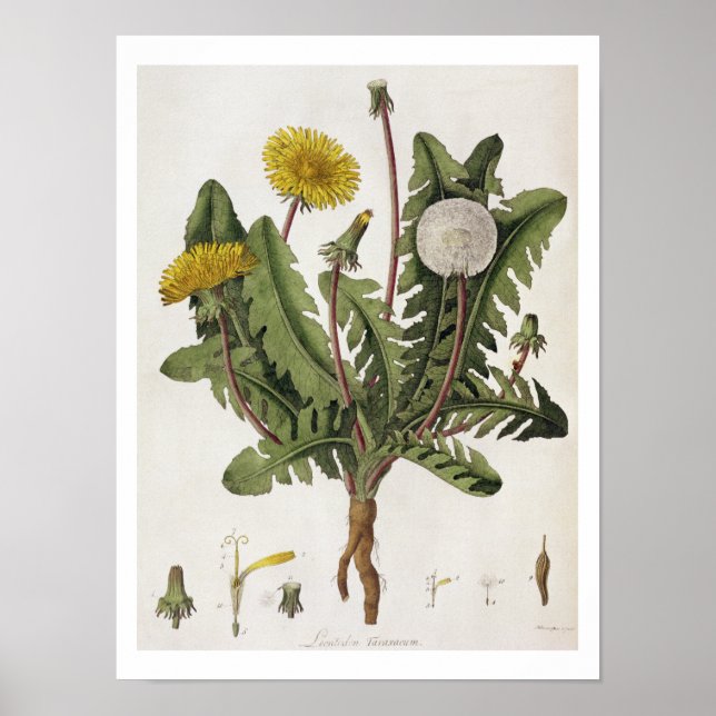 Dandelion (färg engrave) poster (Framsidan)
