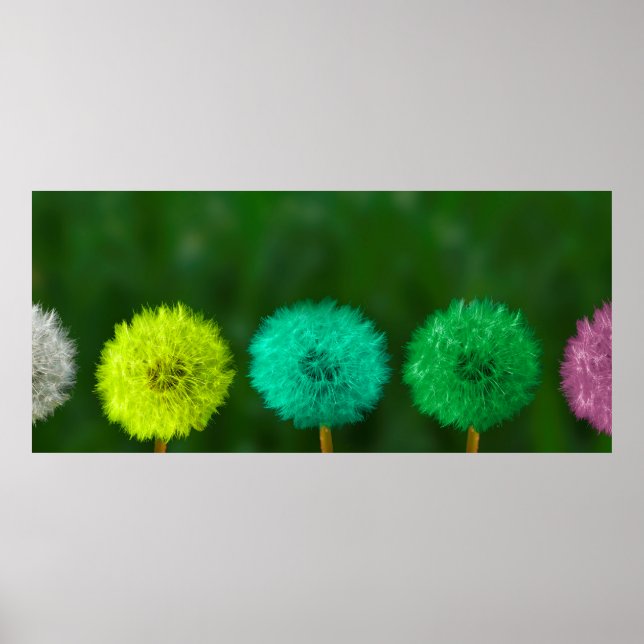 Dandelion flerfärgad färgad poster (Framsidan)