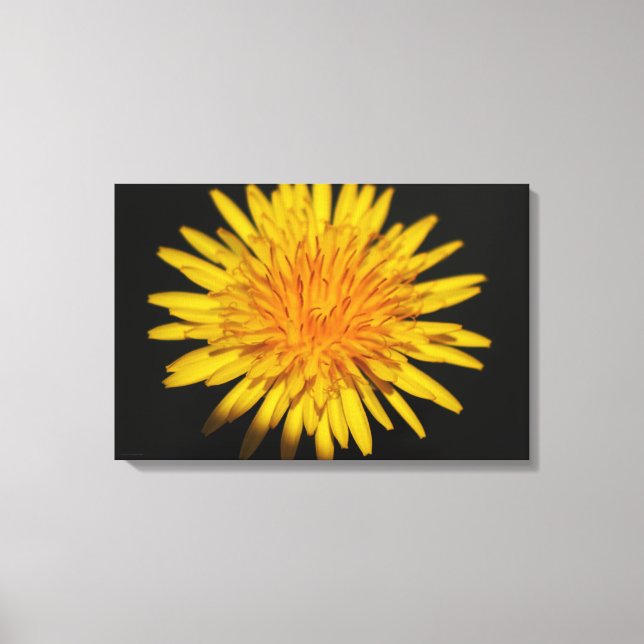 Dandelion Flower 24 x 16 (60 x 40 cm) waccna Canvastryck (Framsida)