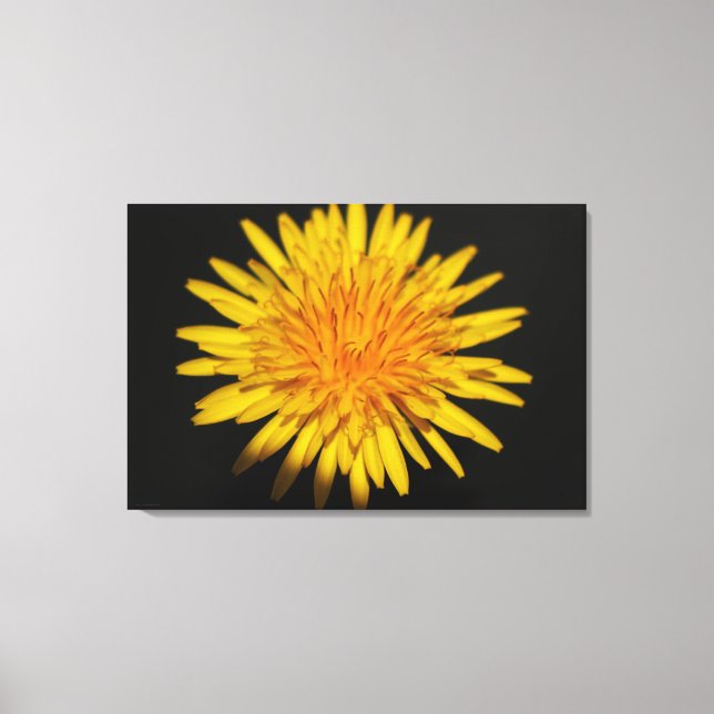 Dandelion Flower 36 x 24 (90 x 60 cm) wacm Canvastryck (Framsida)