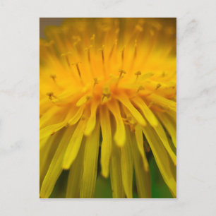 Dandelion Flower Blommigt- och makrofoto Vykort