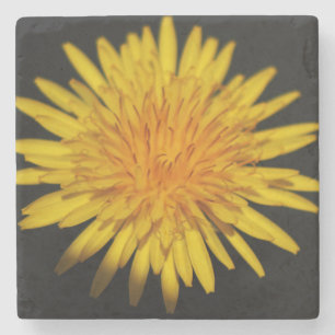 Dandelion Flower Coercna Stenunderlägg