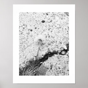 Dandelion Flower Cruzed Black and White Photo Poster