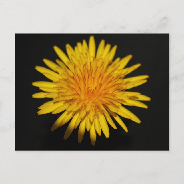 Dandelion Flower pccna Vykort (Framsida)