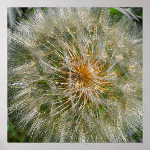 Dandelion Flower Poster