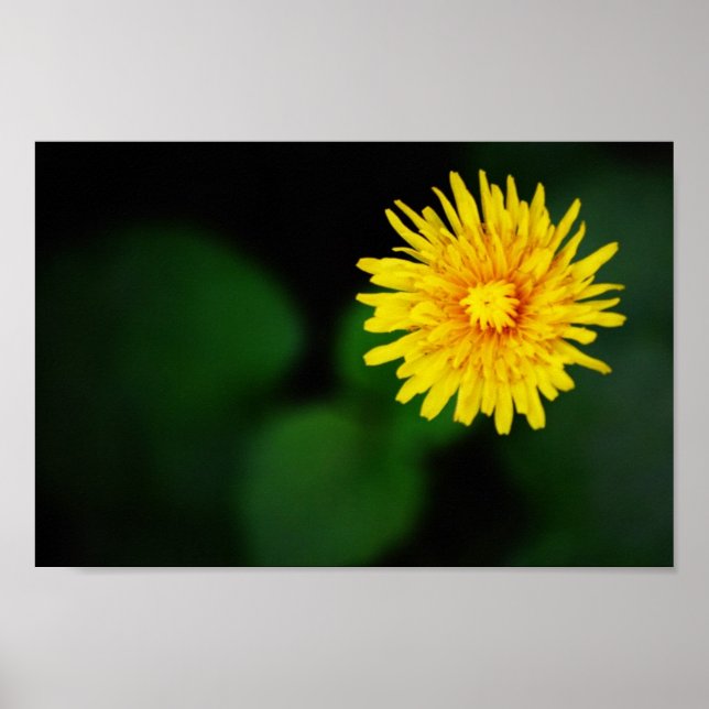 Dandelion Flower Poster (Framsidan)