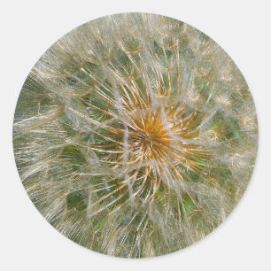 Dandelion Flower Runt Klistermärke