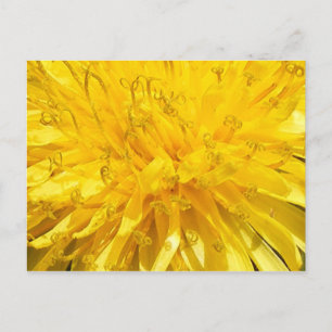 Dandelion Flower Vykort