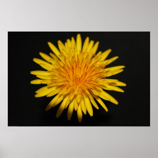 Dandelion Flower wapcn Poster (Framsidan)