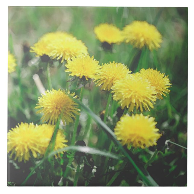 Dandelion Flowers Dandelions Gult Grönt Kakelplatta (Framsidan)