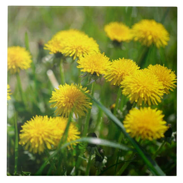 Dandelion Flowers Dandelions Gult Grönt Kakelplatta (Framsidan)