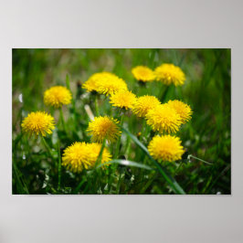 Dandelion Flowers Dandelions Gult Grönt Poster