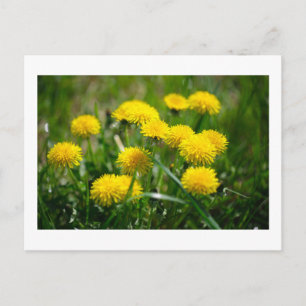 Dandelion Flowers Dandelions Gult Grönt Vykort