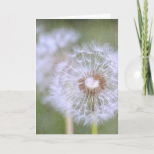 Dandelion Flowers Kort