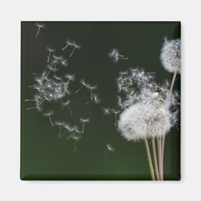 Dandelion Fluff Magnet (Framsidan)