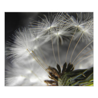 Dandelion Fototryck