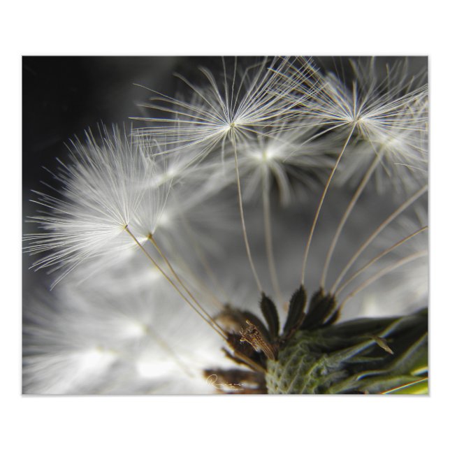 Dandelion Fototryck (Framsidan)