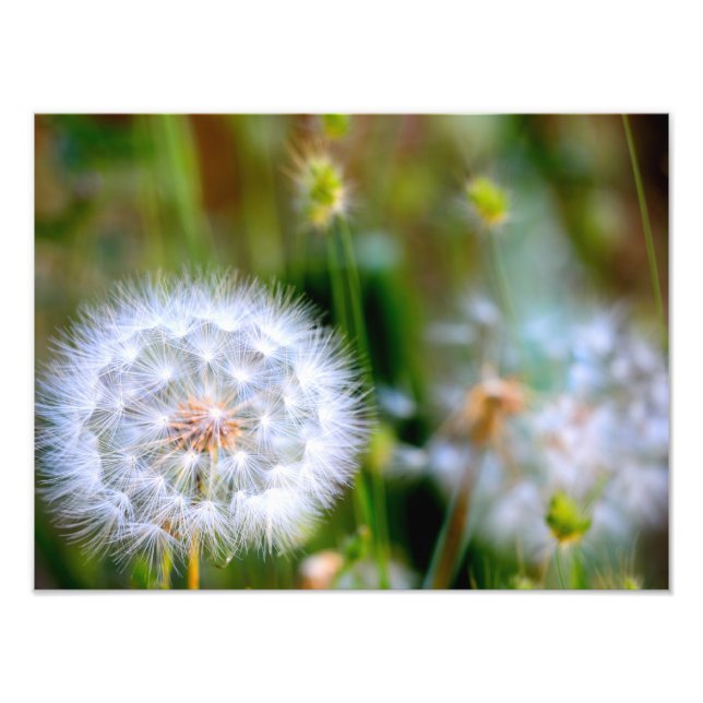 Dandelion Fototryck (Framsidan)