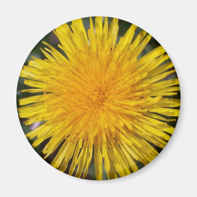 Dandelion Fridge Magnet (Framsidan)