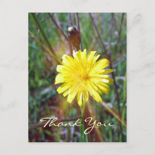 Dandelion Glow Vykort