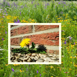 Dandelion Growing through Landscaping Sten Vykort