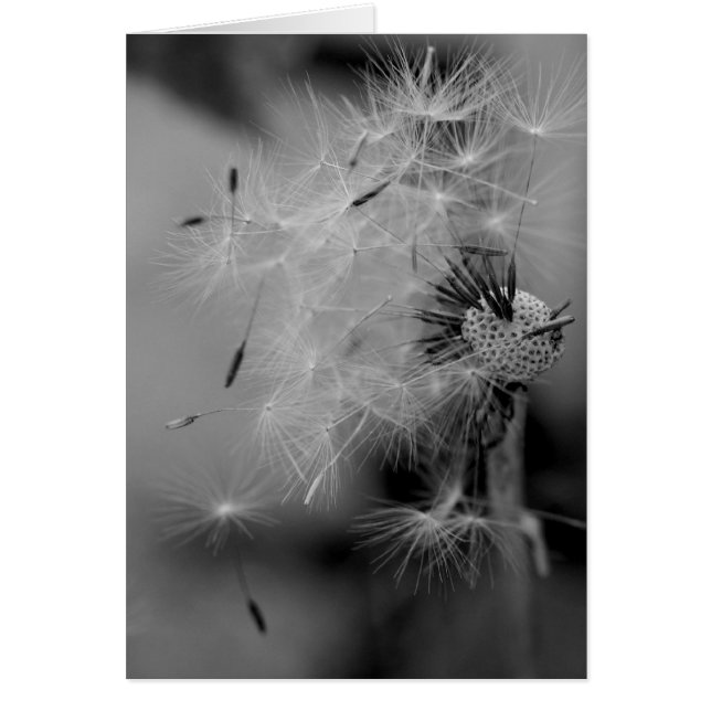 Dandelion Hälsningskort (Framsidan)