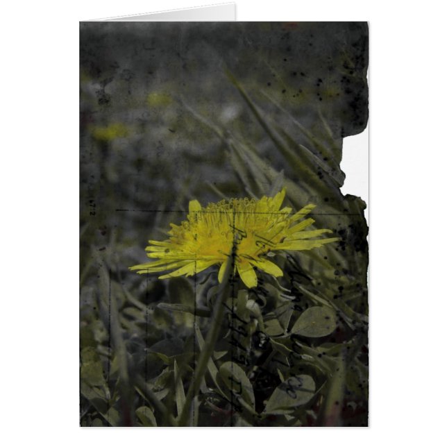 Dandelion Hälsningskort (Framsidan)