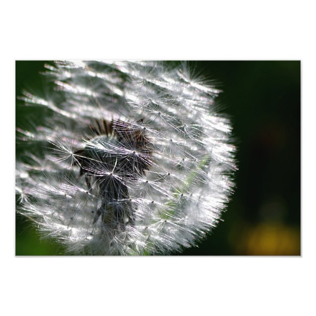 Dandelion Head Seed - Photo Print Fototryck (Framsidan)