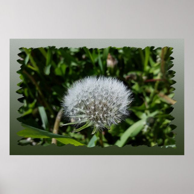 Dandelion i gräset poster (Framsidan)